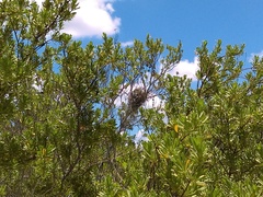 Campylorhynchus yucatanicus