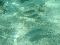 Kyphosus cornelii