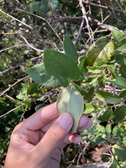 Lonicera hypoglauca