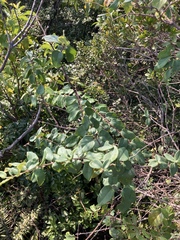 Lonicera hypoglauca