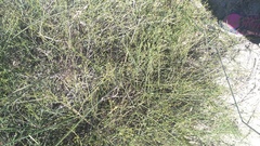 Thesium commutatum