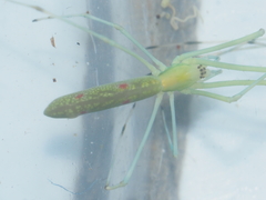 Tetragnatha hasselti
