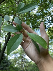 Magnolia compressa