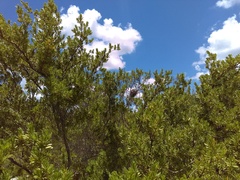 Campylorhynchus yucatanicus