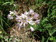 Allium bisceptrum