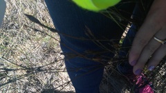 Willdenowia incurvata