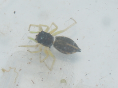 Phintella bifurcilinea