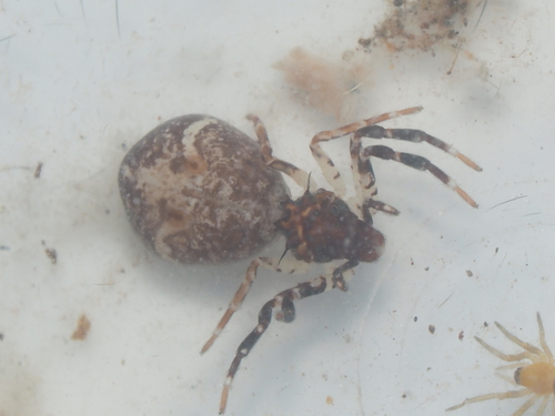 Smodicinodes hupingensis