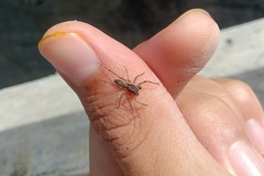 Spartaeus spinimanus