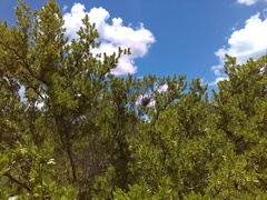 Campylorhynchus yucatanicus