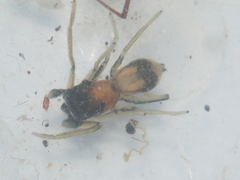 Emertonius exasperans