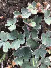 Pelargonium ternifolium
