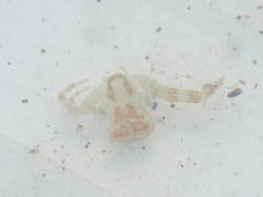 Massuria