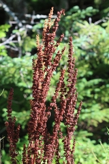 Rumiceae