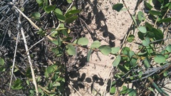 Cissampelos capensis