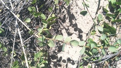 Cissampelos capensis