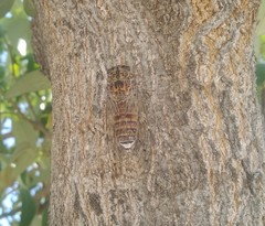 Cicada barbara lusitanica