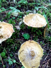 Suillus sibiricus