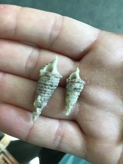Cerithiidae