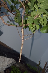 Nesiophasma