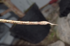 Nesiophasma