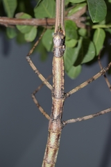 Nesiophasma