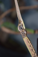 Nesiophasma