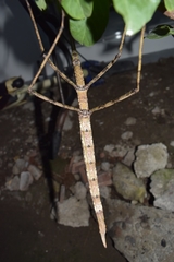 Nesiophasma