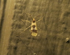 Erioptera venusta