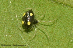 Theridula
