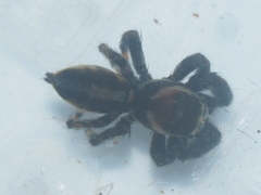 Evarcha bulbosa