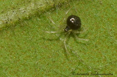 Theridula