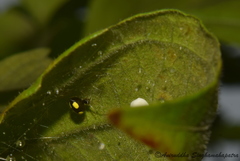 Theridula
