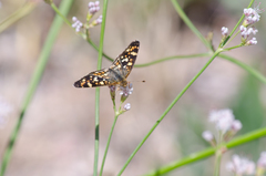 Phyciodes pulchella