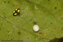 Theridula