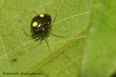 Theridula gonygaster