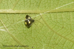 Theridula