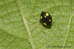 Theridula