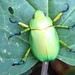 Wood's Jewel Scarab - Photo (c) aphaywood, some rights reserved (CC BY-NC), uploaded by aphaywood
