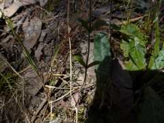 Wahlenbergia gracilenta