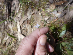 Wahlenbergia gracilenta