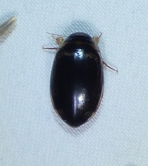 Thermonectus basillaris