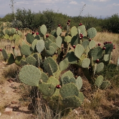 Opuntia engelmannii engelmannii
