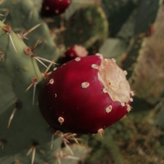 Opuntia engelmannii engelmannii