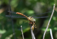Aphylla angustifolia