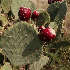 Opuntia engelmannii engelmannii