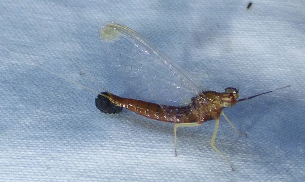 Brushlegged Mayfly