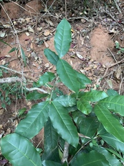 Chionanthus peglerae