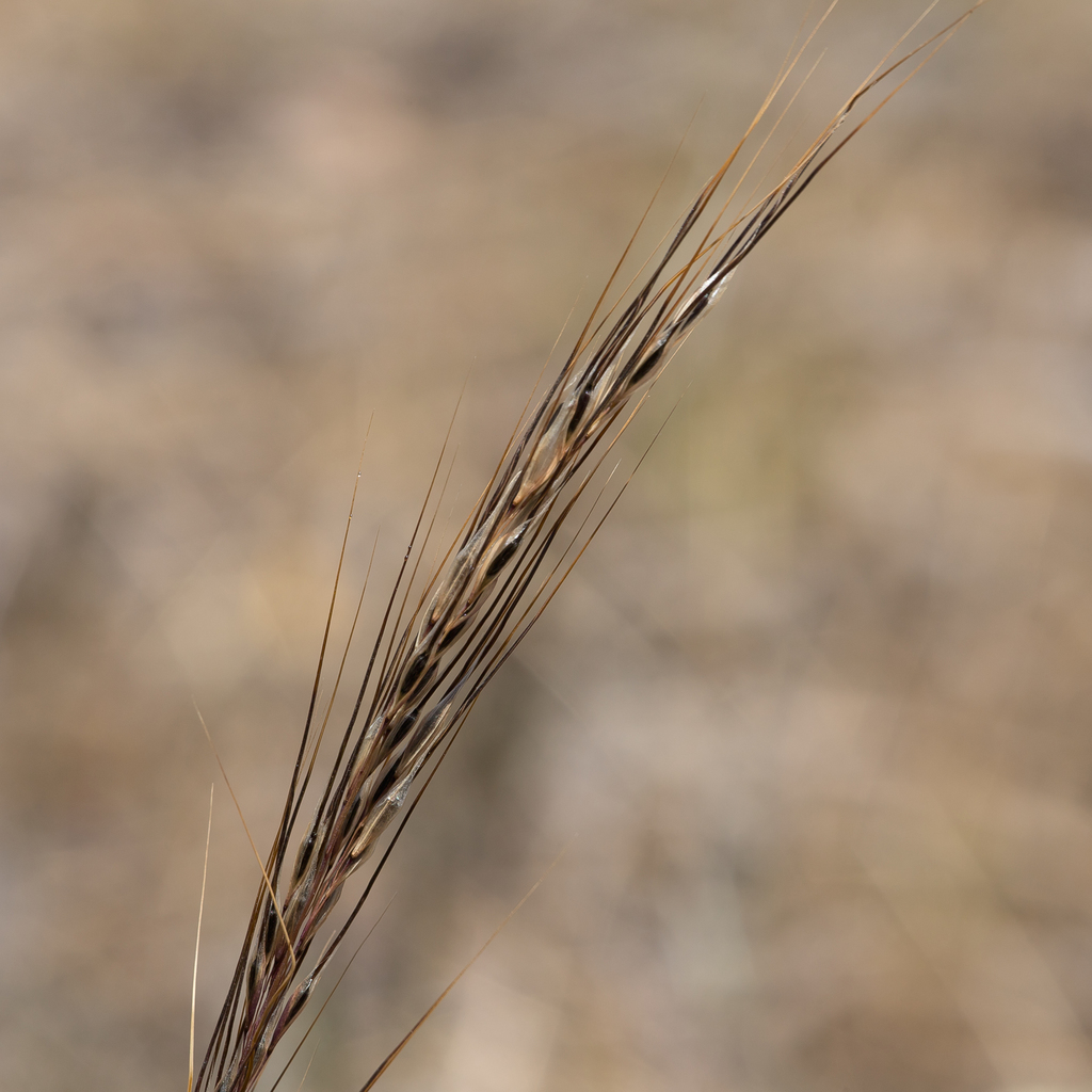 Austrostipa setacea