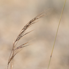 Austrostipa setacea